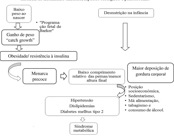 Figura 1: Esquema de representação da associação entre desnutrição no início da vida e síndrome metabólica ao  longo  da  vida
