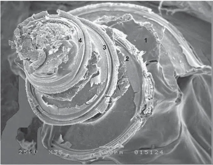 Figura 10. Eletromicrografia de varredura da cóclea de uma paca adulta, onde se observa: 1 espira  basal,  2 espira dois, 3 espira três e 4 espira apical, (Ribeirão Preto/SP, 2011)