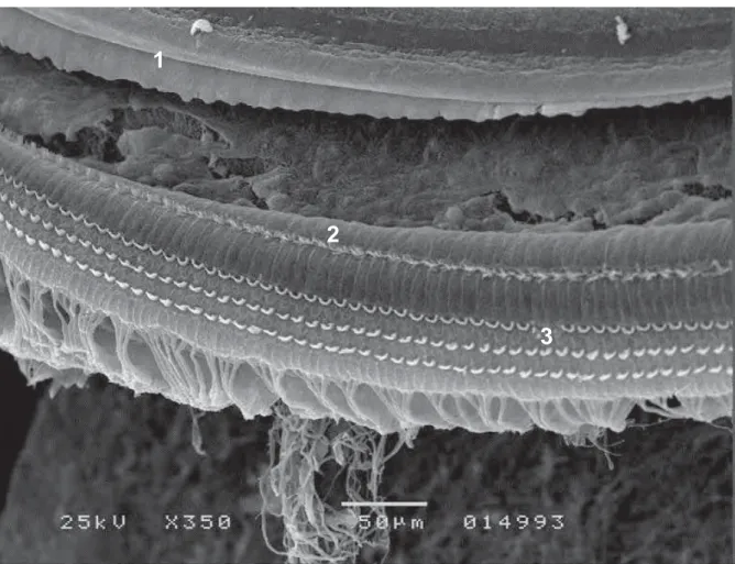 Figura 11. Eletromicrografia de varredura da espira basal da cóclea da paca, evidenciando a  micro anatomia do órgão de Corti e o arranjo com três fileiras de células ciliadas externas e uma  fileira de células ciliadas internas