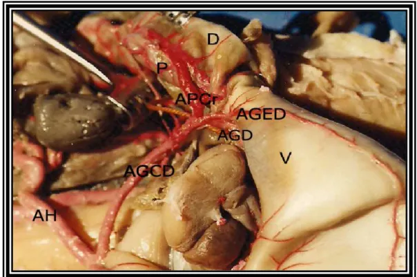 Figura 3. Fotomacrografia da vascularização arterial do pâncreas de Trachemys scripta elegans onde  observa a divisão da artéria hepática (AH) e artéria gástrica comum direita (AGCD), ramificando-se em artéria 