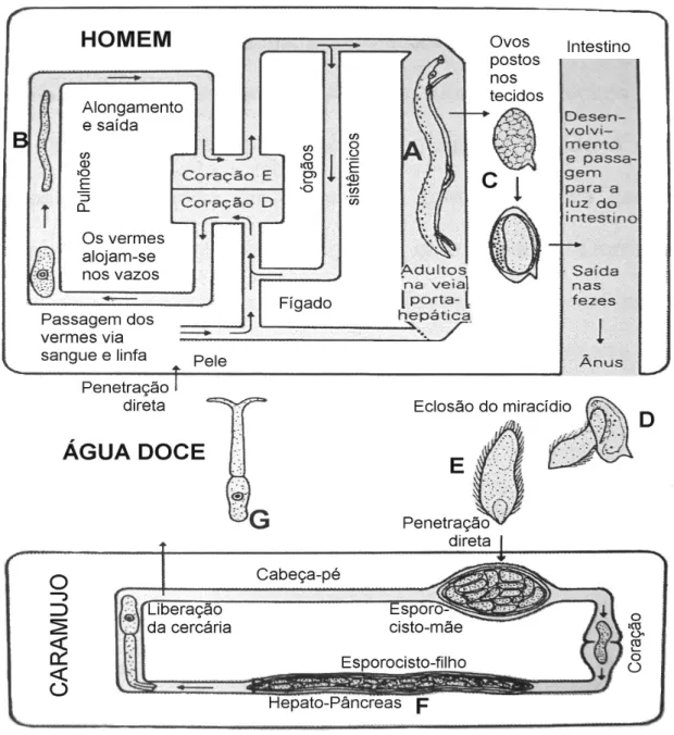 Figura 1 - Diagrama esquemático do ciclo de vida do S. mansoni . Dentro  do seu hospedeiro vertebrado, as formas larvais (esquistossômulo, B) dão  origem a parasitos sexualmente maduros (verme adulto, A), os quais se  acasalam e produzem ovos (C) que são l