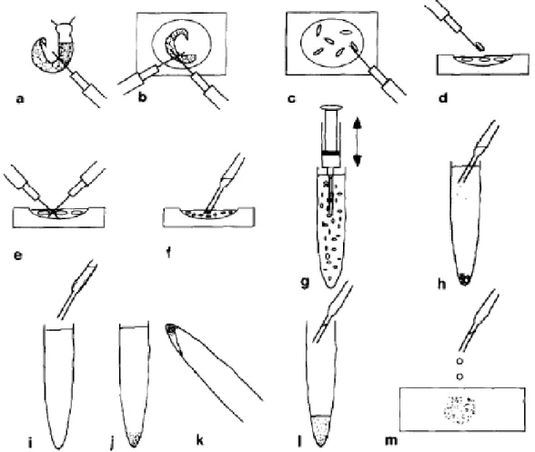 Figura 6 - Esquema das etapas de preparação de cromossomos  metafásicos a partir de esporocistos secundários e o preparo de lâminas  contendo cromossomos metafásicos