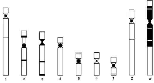 Figura 11 - Representação esquemática do perfil de bandas C  cromossômicas observadas no cariótipo de S