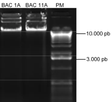 Figura 12 - Determinação da integridade dos BAC clones 1A e 11A . Uma  alíquota de 500 ng dos BAC clones 1A e 11A, extraídos e purificados conforme  descrito em materiais e métodos foram analisadas em gel de agarose a 0,8%