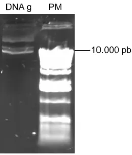 Figura 13 - Análise do DNA genômico.de S. mansoni Uma alíquota de 1 µg  de DNA genômico extraído e purificado conforme descrito em materiais e  métodos foi analisado em gel de agarose a 0,5%