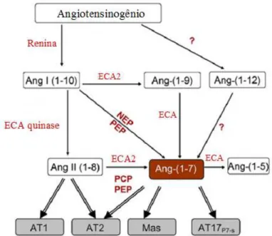 FIGURA 3 – Vias de formação da Ang II e Ang-(1-7). Os retângulos em cinza indicam os  receptores que medeiam os efeitos agonistas (setas duplas) dos peptídeos