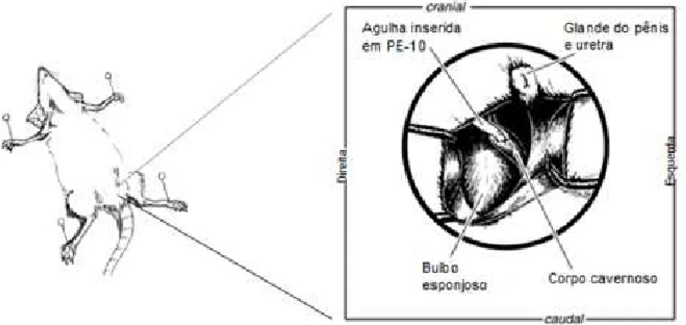FIGURA 13 – Exposição do corpo cavernoso. 