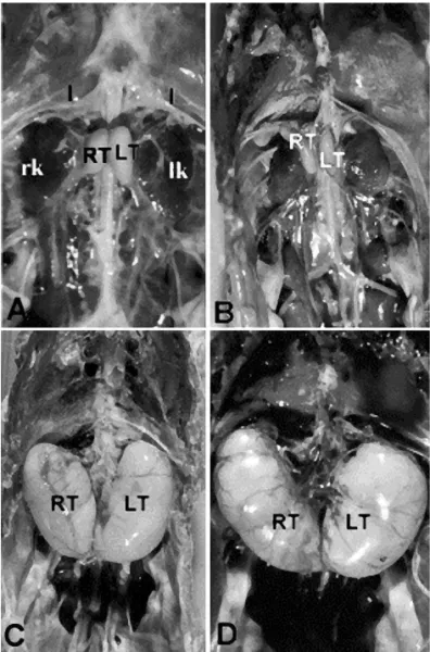 Fig. 4 A) Abdominal cavity of 22-week old fowl: left testis (LT), spleen (S),  aglandular stomach (AS), ileum ( I )