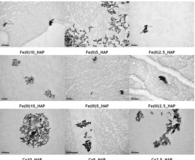 Figure 3.2  TEM images of the undoped and doped nanoHAP