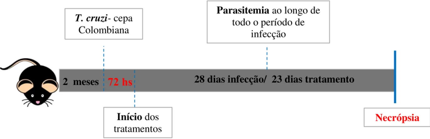 Figura 2- Linha do tempo de tratamento.  Após 8- 10 semanas de vida os animais da  linhagem  C57BL/6  foram  infectados  com  50  formas  tripomastigotas  da  cepa  Colombiana  do  T