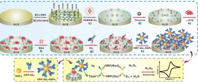 Figure 6- Scheme of the electrochemical immunosensor designed by Yauri et al.[5]. 
