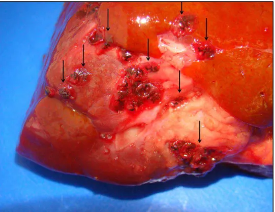 Figura  2.  Fígado  de  bovino  criado  em  sistema  semi-intensivo.  Superfície  de  corte  (região  de  fixação  do  ligamento  falciforme)  apresentando  helmintos  compatíveis  com  o  trematoda Eurytrema spp