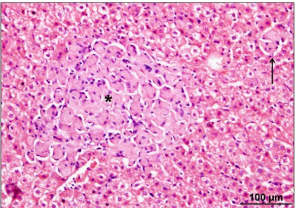 Figura 4. Fotomicrografia de fígado de bovino criado em sistema extensivo.  Grupo  de  macrófagos  espumosos  ( * )