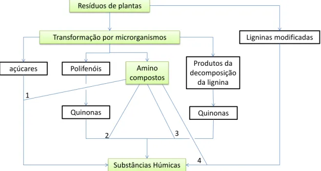 Figura 2-3 – Mecanismos que levam a formação de substâncias húmicas (baseado em  Stevenson, 1994)