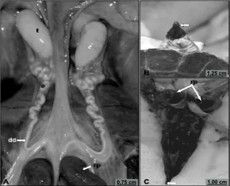 Figure 1. Male reproductive system of Phrynops geoffroanus. A.  Overall view of the reproductive system: tetes (t); epididymis (e);  deferent duct (dd), after the line, root of penis (rp)