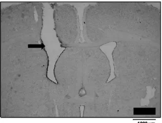 Fig 1 shows the typical site of injections into the LV. As suggested by the histological analysis, i.c.v