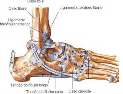 Figura 1.3 – Principais ligamentos da região do pé e tornozelo - região lateral (adaptado de NETTER, 2000)