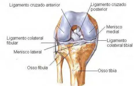 Figura 1.6 – Articulações femorotibiais: vista anterior com o joelho flexionado (adaptado de NETTER, 2000) 