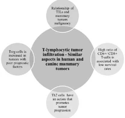Figure  2  -  Similarities  between  human  breast  cancer  and  canine  mammary  tumors  regarding  tumor T-lymphocyte infiltration