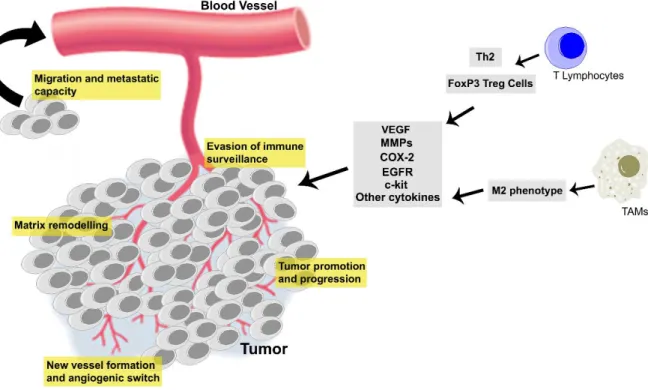 Figure 3 - Cancer related inflammation has an important role in mammary carcinogenesis, contributing to  tumor evasion of immune surveillance, matrix remodeling and angiogenic switch, acquisition of metastatic  capacity and tumor proliferation and progress