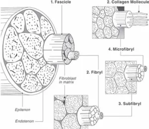Figure 2 - Stress–strain behavior of  ligament. (Freeman et al., 2006)  Collagen,  mainly  type  I  and  III,  is  the  largest  component  of  the  ECM  for  tendon  and  ligament  tissue  (Martin  et  al.,  1998; 