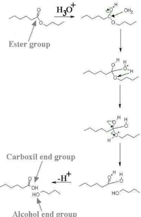 Figure 4 – Scheme of the most important  hydrolysis mechanism 