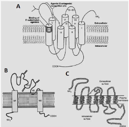 Fig. 3. Receptores de membrana para ATP extracelular e adenosina. Representação esquemática  das famílias de receptores (A) P1, (B) P2X e (C) P2Y (Burnstock, 2007)