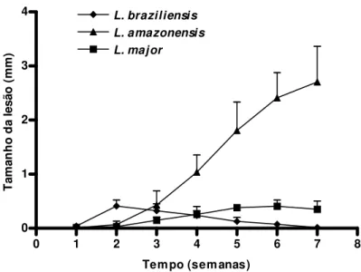 Fig. 4. Curvas de desenvolvimento de lesão de L. braziliensis, L. amazonensis  e  L.  major  em  camundongos  C57BL/6