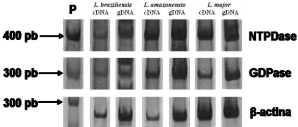 Fig.  6.  Expressão  de  cDNA  e  gDNA  de  GDPase  e  NTPDase  II  de  formas  promastigotas  metacíclicas  de  L