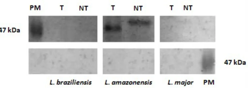 Fig.  7.  Expressão  de  NTPDase  II  em  preparações  de  membrana  de  formas  promastigotas  de  Leishmania