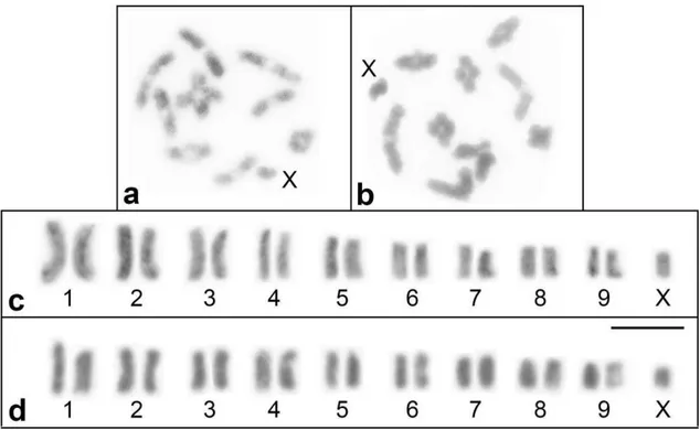 Figura  1.  Coloração  convencional  com  Giemsa  5%  de  cromossomos  em  metáfase  I  (a,b)  e  cariogramas  (c,d)  de  M