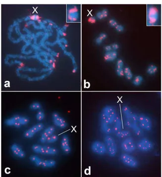 Figura 3. FISH com sonda de C 0 t -1 (a,b) e repetição telomérica (TTAGG) n  (c,d)  em  M