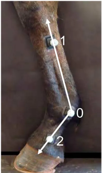 Figura  9.  Vetores  (0-1  e  0-2)  utilizados  para  o  cálculo  do  ângulo  dorsal  da  articulação  metacarpofalangiana  