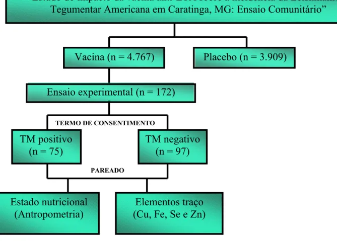 Figura 1. Organograma do estudo para avaliação da influência dos elementos traço e estado  nutricional na resposta induzida em indivíduos vacinados anti-LTA, Caratinga (MG), 2005