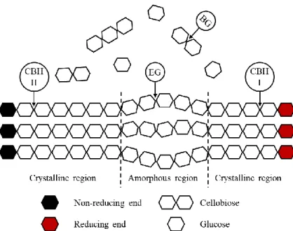 Figure 2.4 - Schematic representation of enzymatic hydrolysis of cellulose. 