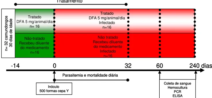 Figura  1  – Delineamento  experimental.  Camundongos  Swiss  machos  (n=32),  infectados  com  500  formas  tripomastigotas  sangüíneas  da  cepa  Y  do  Trypanosoma  cruzi, tratados (n=16) ou não (n=16) com desferrioxamina