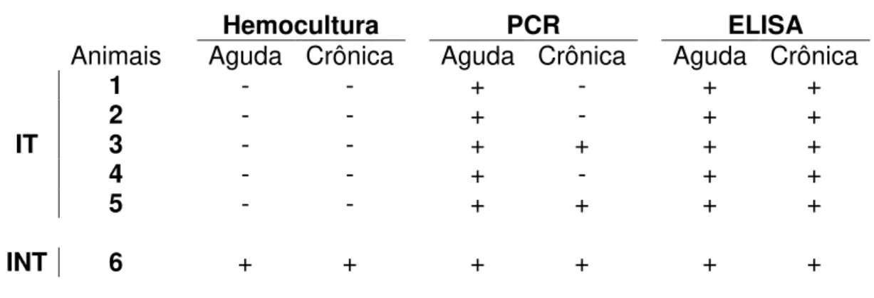 Tabela 1-  Hemocultura, PCR e ELISA realizados nas fases aguda (60 dias) e crônica  (240  dias)  nos  camundongos  que  sobreviveram  à  infecção  pela  cepa  Y  do  Trypanosoma cruzi