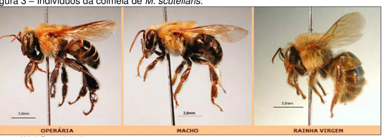 Figura 3  –  Indivíduos da colmeia de M. scutellaris. 