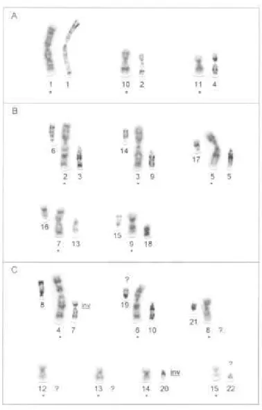 Figura 4: Homologias cromossômicas identificadas entre  G. soricina  (cromossomos  marcados com asterisco) e  Molossus