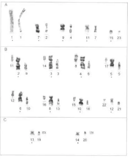 Figura 5: Homologias cromossômicas identificadas entre  P. hastatus  (cromossomos  marcados com asterisco) e  Molossus