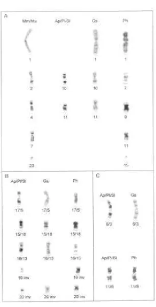 Figura 8: A: Cromossomos inteiros compartilhados entre as espécies estudadas. B:  Cromossomos originados possivelmente de fusões e de inversões de cromossomos  semelhantes aos encontrados em  Molossus, compartilhados pelas espécies  A