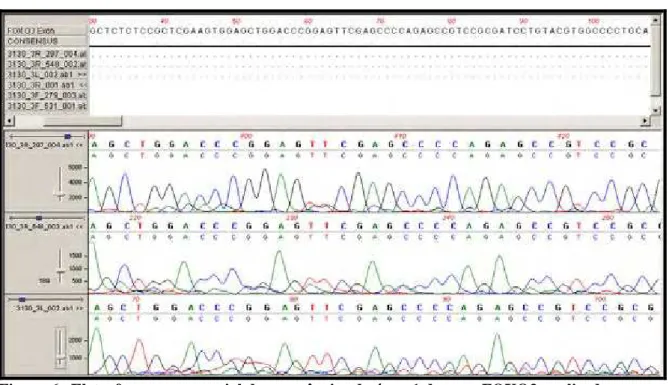 Figura 6.  Eletroferograma parcial das sequências do éxon 1 do gene FOXO3 analisadas no                       programa DS Gene 2.0 (Accelrys, USA)