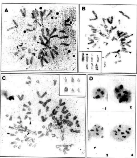 Figura 5: Metáfases e núcleos interfásicos de  Myotis nigricans corados pela prata.  A, B e C) Metáfases evidenciando cromossomos acrocêntricos com  RONs em regiões terminais dos braços curtos e braço longo (setas);  in  set: destaque dos cromossomos marca