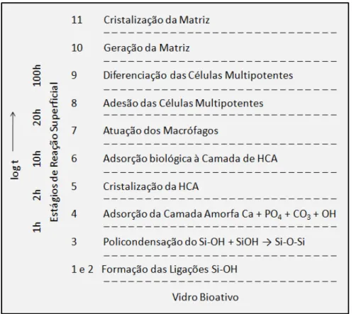 Figura  2.6  -  Sequência  de  reações  interfaciais  dos  vidros  bioativos  com  os  tecidos vivos [Adaptado de 11]