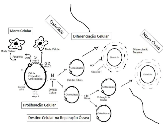 Figura 2.7 - Esquema do ciclo celular de um osteoblasto quando exposto a um  vidro bioativo [Adaptado de 25]