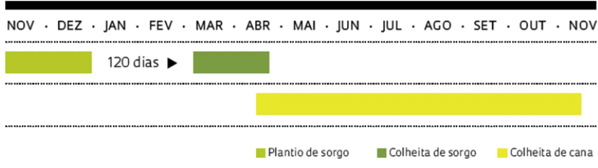 Figura 2: Calendário energético representando o plantio do sorgo sacarino, na entressafra da  cana nos meses de novembro a abril