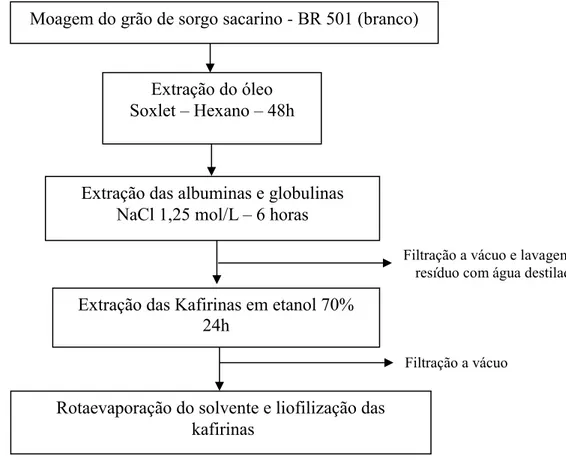 Figura 15: Primeiro método proposto de extração das Kafirinas a partir do sorgo sacarino BR  501 (branco).