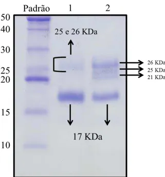Figura  17:  Perfil  eletroforético  em  gel  de  poliacrilamida  15%  das  Kafirinas  extraídas  do  cultivar  Br  501  (branco)  sem  taninos