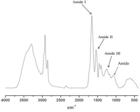 Figura 20: Espectro no Infravermelho de Kafirinas extraídas do cultivar Br501 com agente  redutor.