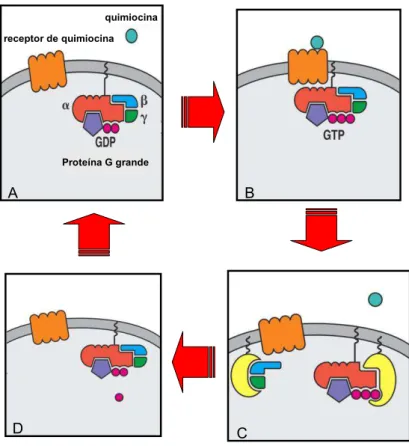 Figura  1  -  Representação  esquemática  do  mecanismo  de  sinalização  celular  das  quimiocinas
